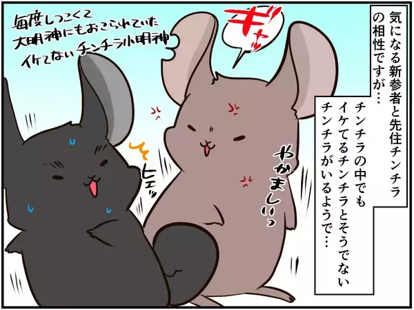 「しつこい男に怒りの鉄槌！人間関係ならぬ「チンチラ関係」もなかなかに難しい⁈【チンチライフ96話】」の画像