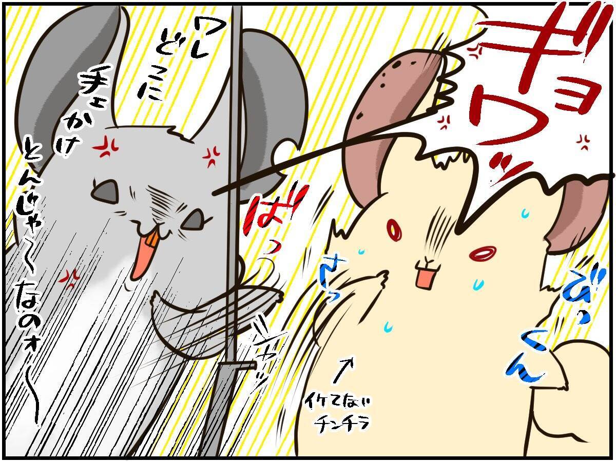 しつこい男に怒りの鉄槌！人間関係ならぬ「チンチラ関係」もなかなかに難しい⁈【チンチライフ96話】