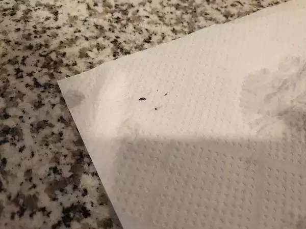 「SNSで話題の「ブロッコリーの洗い方」スーパーの店員さんがシェアした方法にツイッターで注目集まる　虫や汚れはどのくらい取れる？筆者も試してみた」の画像