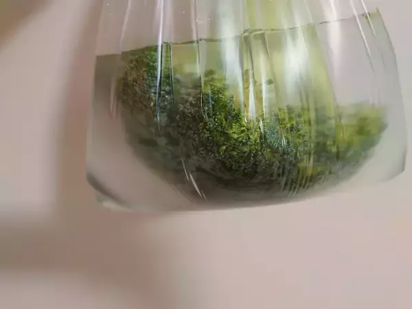 「SNSで話題の「ブロッコリーの洗い方」スーパーの店員さんがシェアした方法にツイッターで注目集まる　虫や汚れはどのくらい取れる？筆者も試してみた」の画像