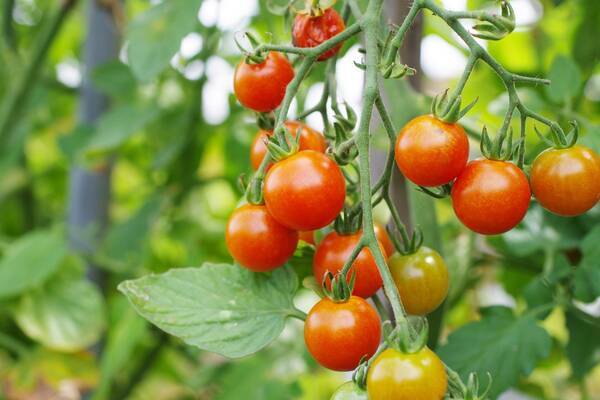 初心者でもカンタン家庭菜園 室内で ミニトマト を育てる方法 21年9月17日 エキサイトニュース