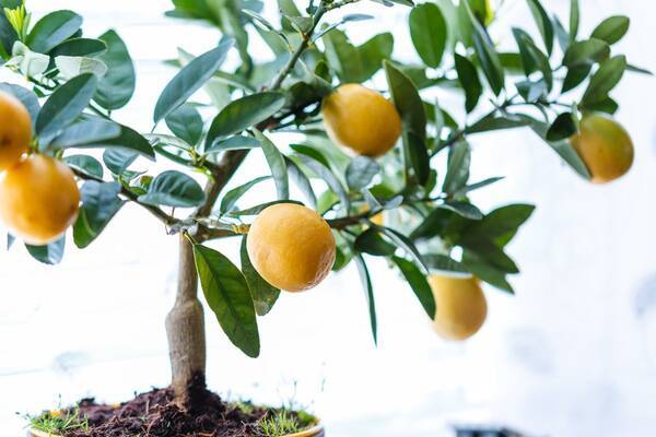 おすすめ観葉植物 レモンの木 ベランダでも室内でも もぎたて果実が手に入る 21年9月17日 エキサイトニュース