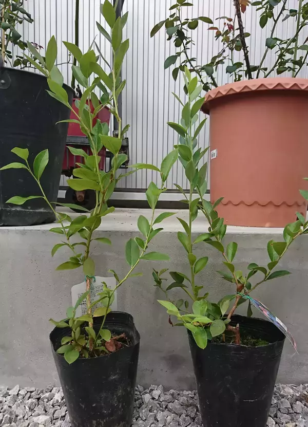 「おすすめ果実「ブルーベリー」の育て方、収穫量がアップする3つのポイント」の画像