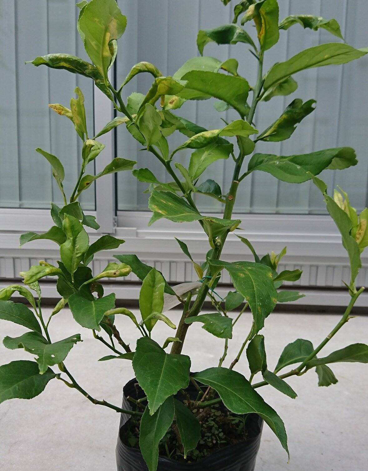 鉢植えで育てる レモンの木 苗木の植え方 管理方法まで 21年10月11日 エキサイトニュース