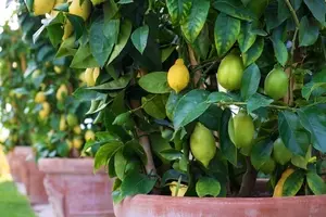鉢植えレモン の育て方 葉や花のさわやかな香りを楽しもう 21年9月22日 エキサイトニュース