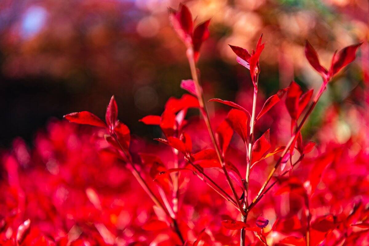 ガーデニング 鉢植えで育てる庭木 紅葉がキレイなオススメ4選 21年10月19日 エキサイトニュース 3 5