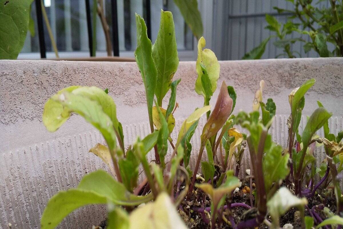 【家庭菜園】室内でも育つオススメ野菜5選！種から育てて1年中楽しめる