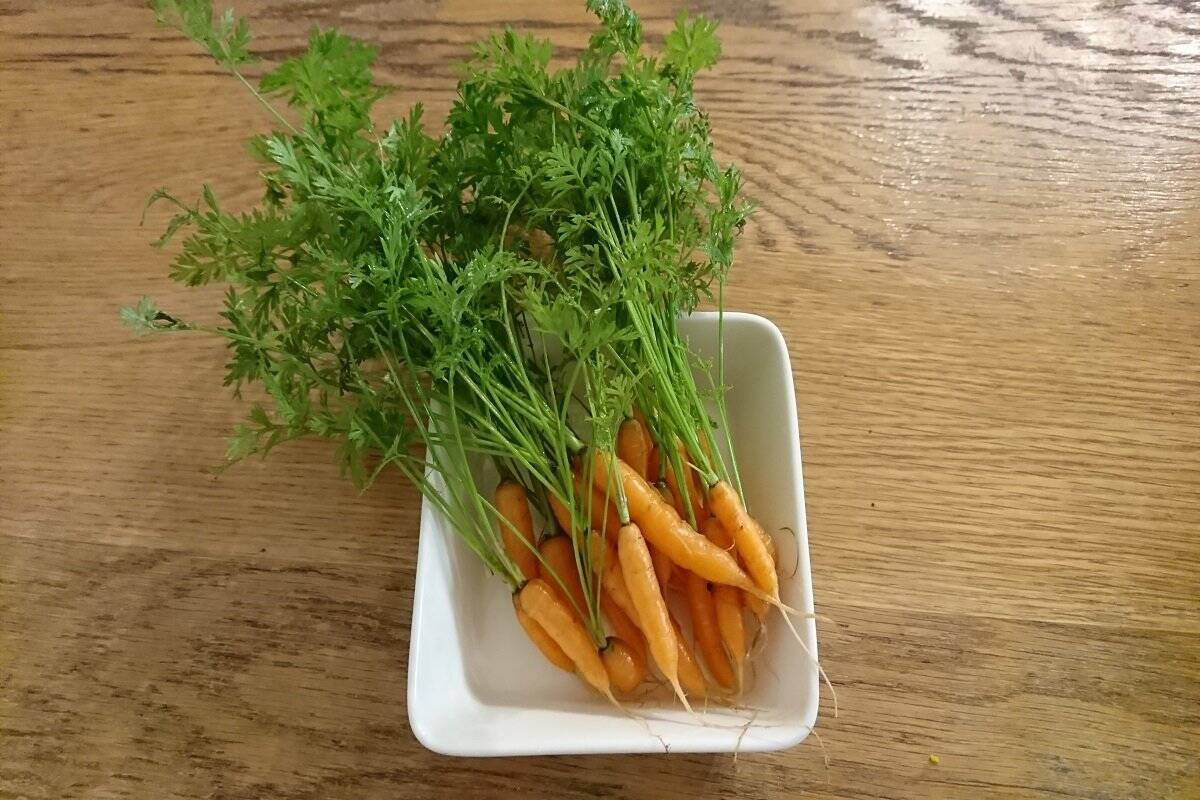 【家庭菜園】室内でも育つオススメ野菜5選！種から育てて1年中楽しめる