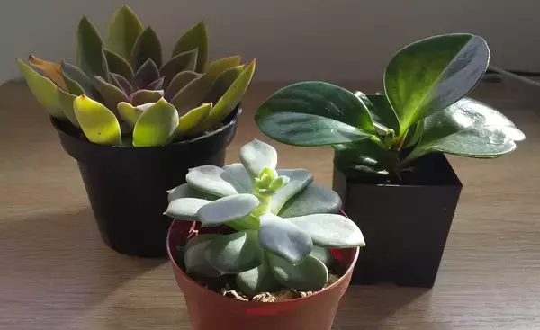 「多肉植物の植え替えに挑戦しよう！水やりのタイミングがポイント」の画像