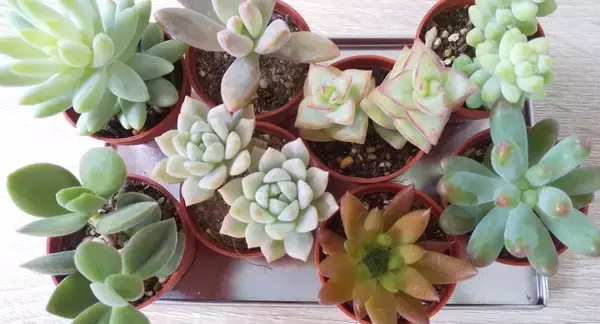 「多肉植物の植え替えに挑戦しよう！水やりのタイミングがポイント」の画像