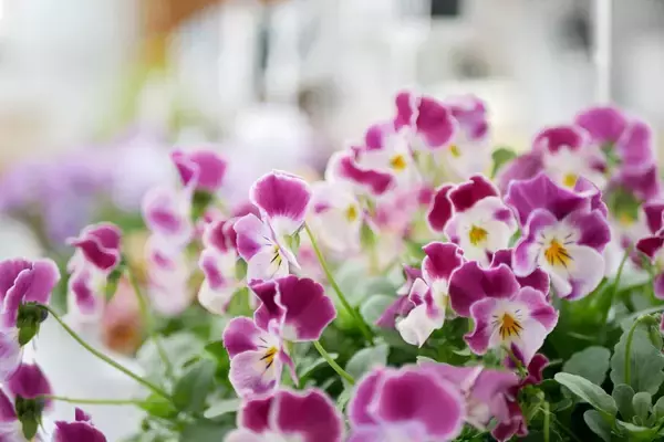 「秋冬ガーデンにおすすめ「ビオラ・パンジー」違いと育て方のコツ」の画像