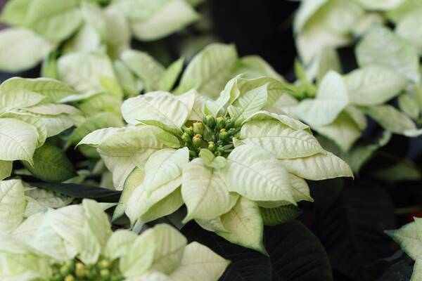 クリスマスの花 ポインセチア 育て方と管理のコツ 長く楽しむには 21年11月16日 エキサイトニュース