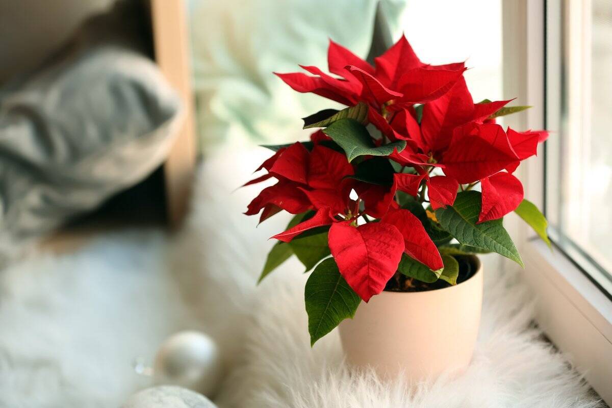 クリスマスに飾りたい花 植物おすすめ5選 聖夜を華やかに彩る鮮やかな色合い 21年12月11日 エキサイトニュース