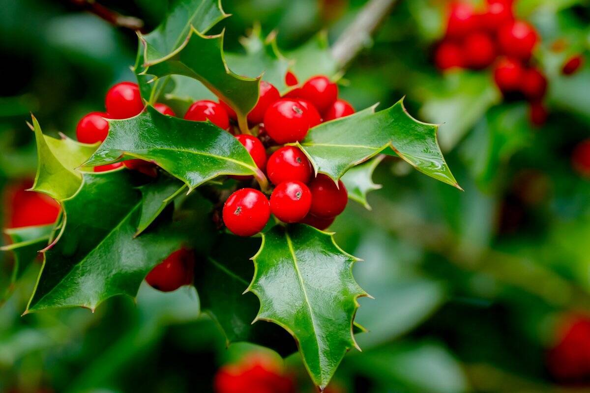 クリスマスに飾りたい花 植物おすすめ5選 聖夜を華やかに彩る鮮やかな色合い 21年12月11日 エキサイトニュース 4 4