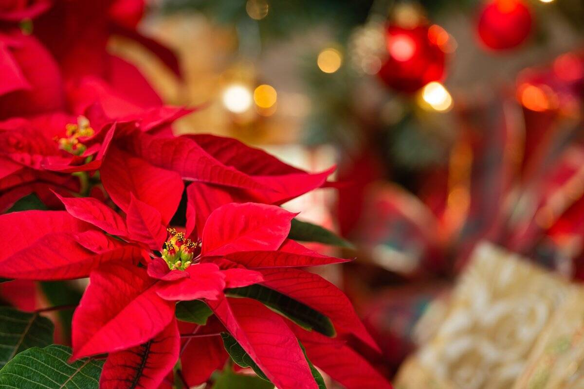ポインセチアの育て方 短日処理で赤く色づかせる方法 来年のクリスマスも楽しめる 21年12月12日 エキサイトニュース