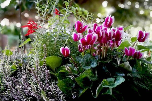 冬にオススメの花 ガーデンシクラメン 寄せ植えの作り方 相性のよい植物は 21年12月16日 エキサイトニュース