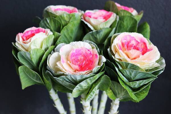 冬のガーデニング ハボタンの寄せ植え おしゃれに作るコツ 相性のよい植物4選 21年12月16日 エキサイトニュース 冬のガーデニング ハボタンの寄せ植え おしゃれに作るコツ 相性のよい植物4選 21年12月16日 エキサイトニュース