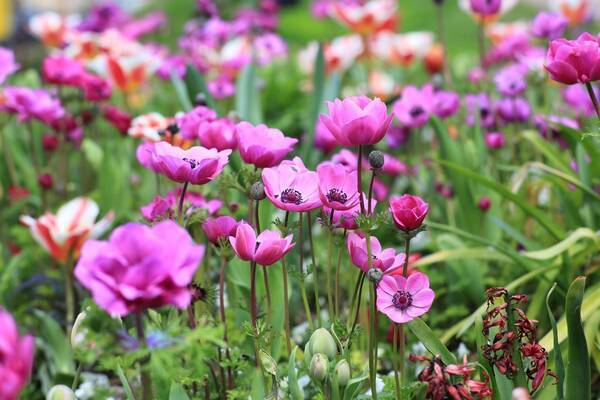 あつ森に登場する花 アネモネの育て方 鉢植えでも切り花でも楽しめる 21年12月日 エキサイトニュース あつ森に登場する花 アネモネの育て方 鉢植えでも切り花でも楽しめる 21年12月日 エキサイトニュース