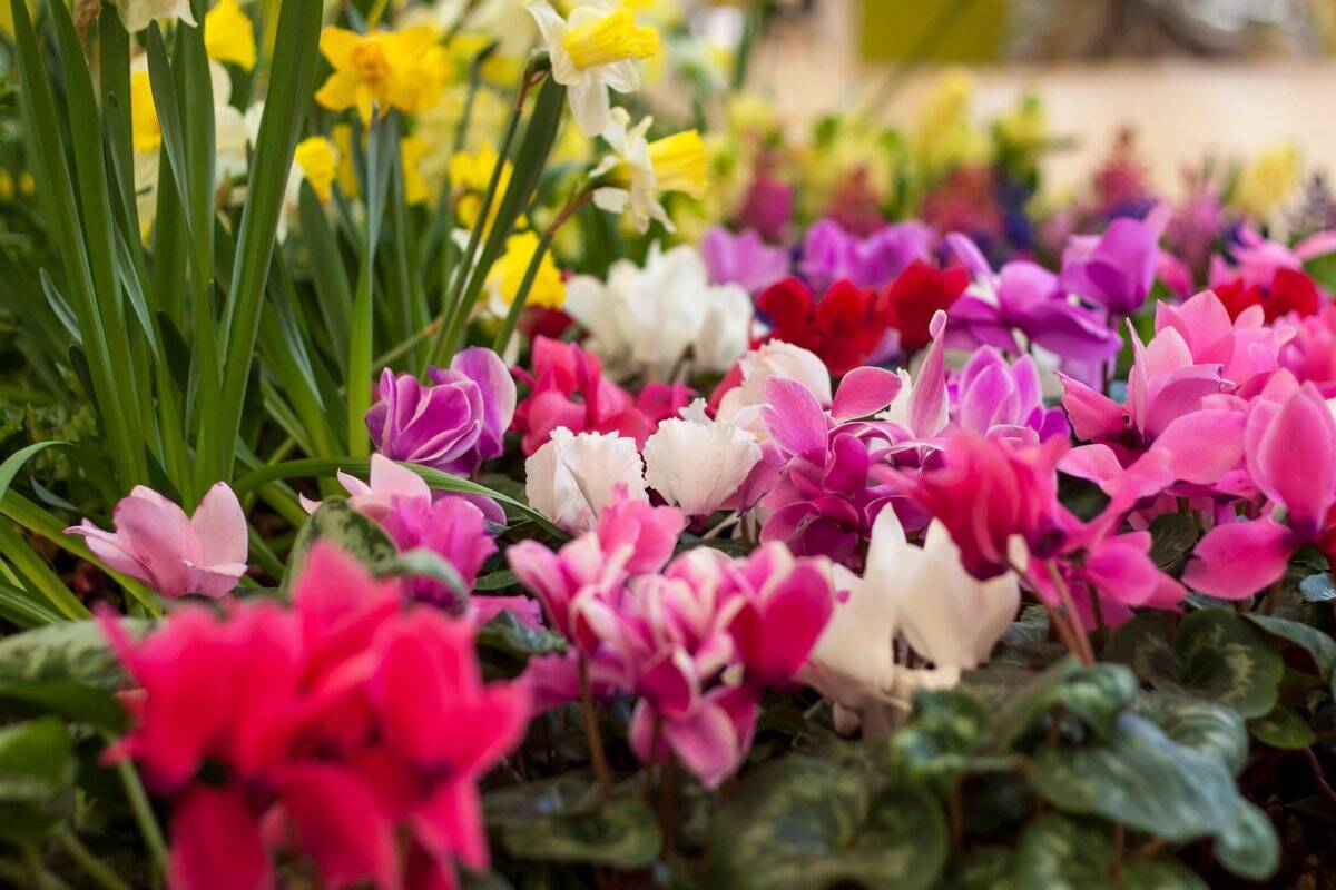 冬のガーデニング 来春まで長く咲く 丈夫で育てやすい花オススメ6選 21年12月23日 エキサイトニュース 3 3