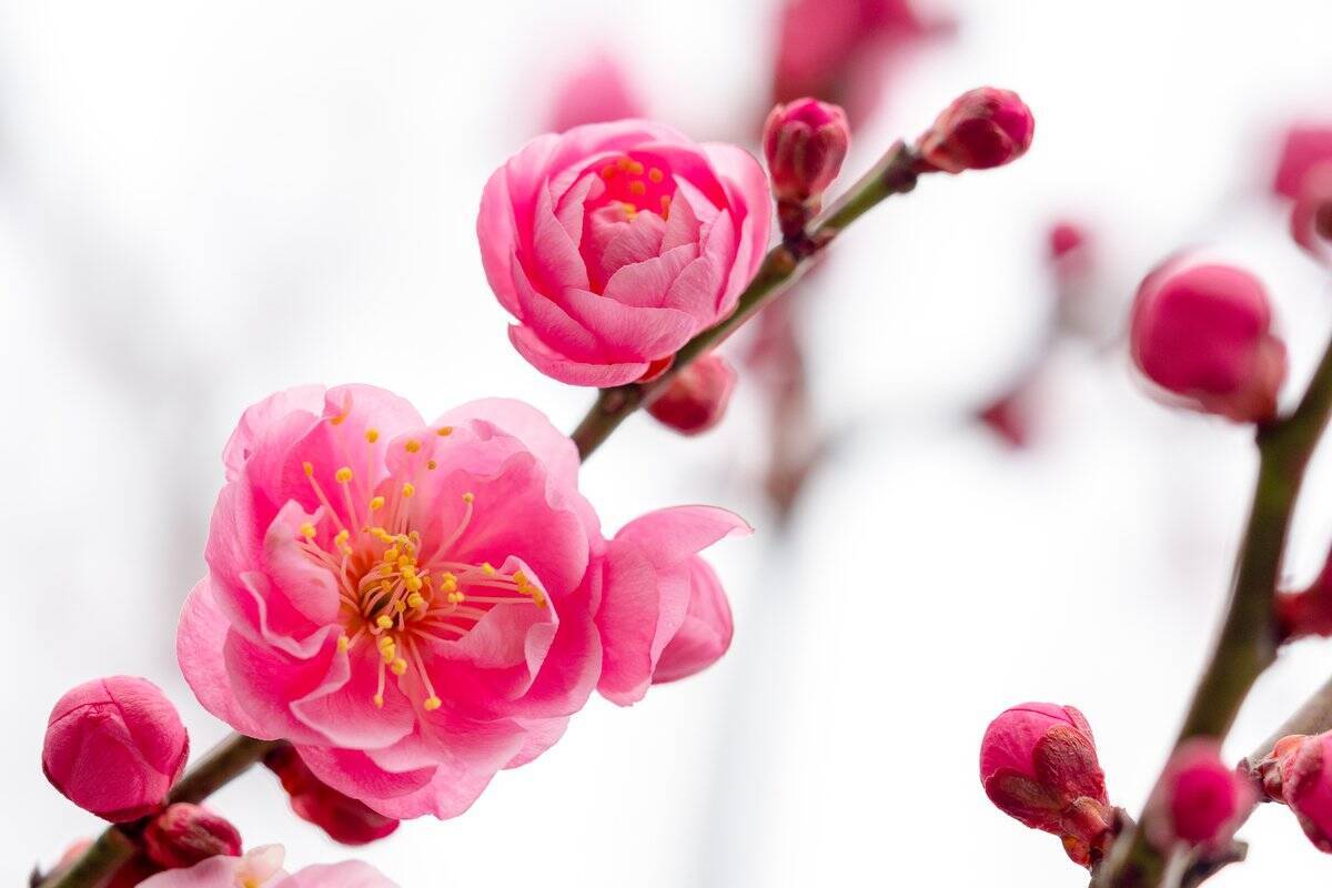 室内に飾るオススメの花 正月 春まで 部屋をステキに彩る12選 21年12月29日 エキサイトニュース 室内に飾るオススメの花 正月 春まで 部屋をステキに彩る12選 21年12月29日 エキサイトニュース