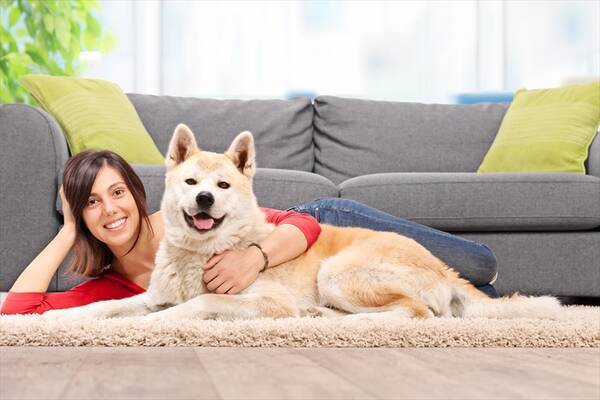 なぜか海外で 秋田犬 が意外なほど人気の理由 18年3月19日 エキサイトニュース なぜか海外で 秋田犬 が意外なほど人気の理由 18年3月19日 エキサイトニュース