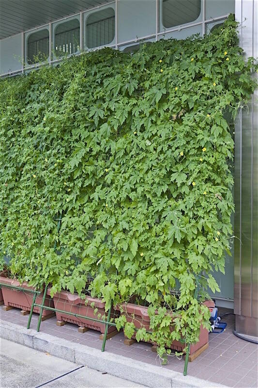 グリーンカーテンはいいことづくし。おすすめ植物と作り方のコツとは？