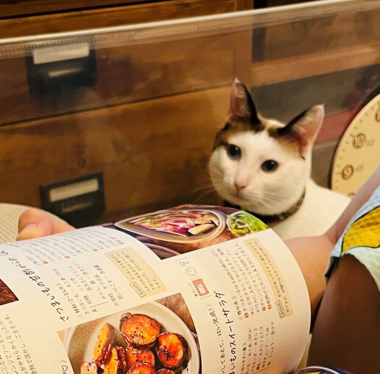 献立を一緒に考えてくれる猫がtwitterで話題に 料理本を眺め 夕飯はこれニャ な姿がかわいい 22年9月6日 エキサイトニュース