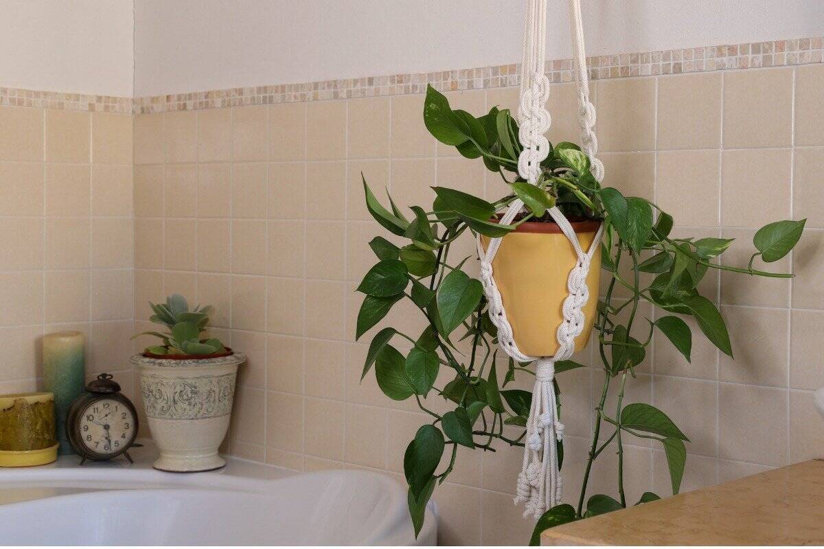 観葉植物 浴室に飾れる品種オススメ8選 夏のバスタイムがナチュラルで爽やかに 22年8月16日 エキサイトニュース 2 4