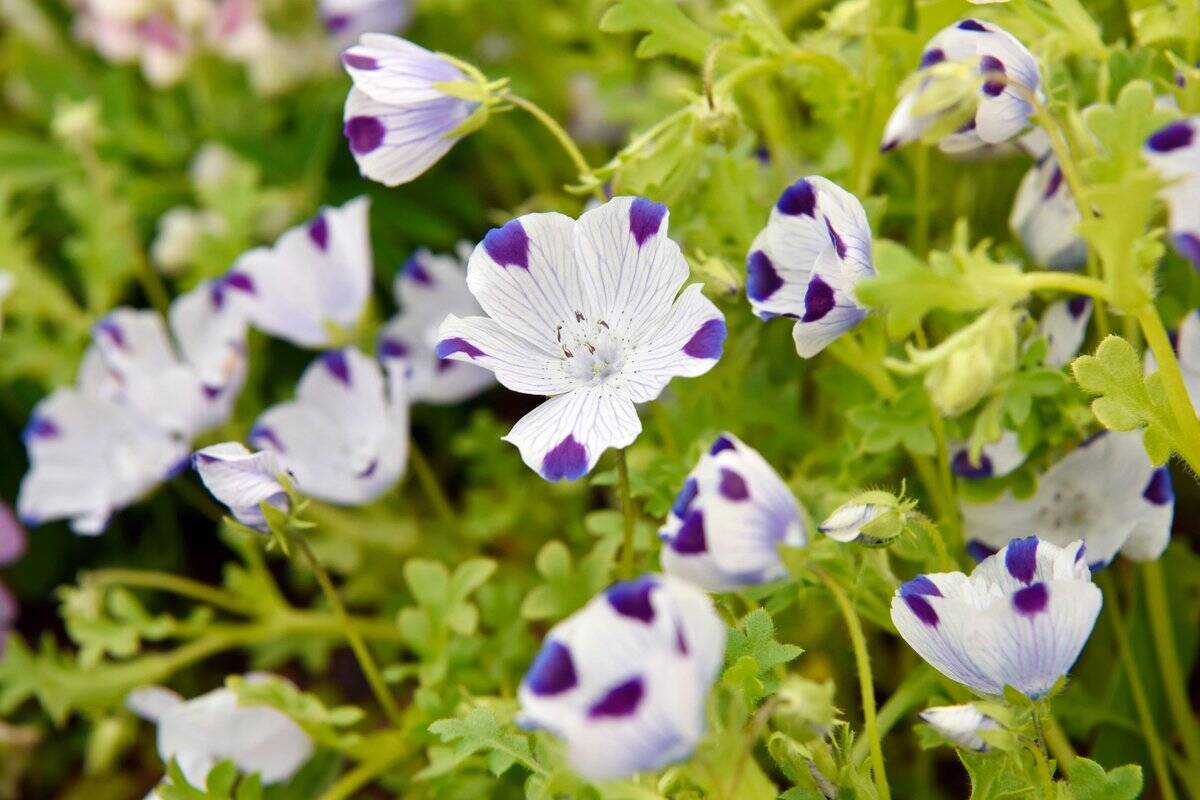 春のガーデニングにおすすめ ネモフィラ 育て方を解説 人気の花を自宅で楽しもう 22年2月24日 エキサイトニュース