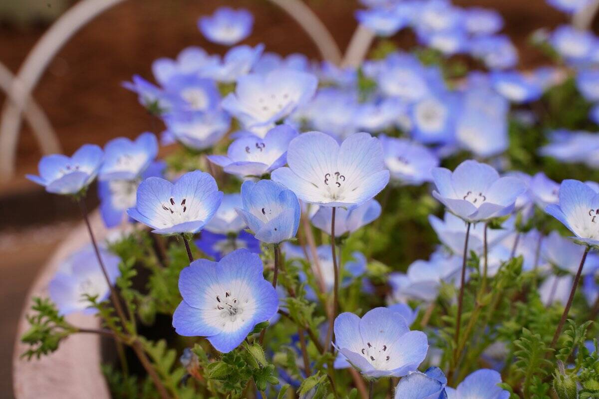 春のガーデニングにおすすめ ネモフィラ 育て方を解説 人気の花を自宅で楽しもう 22年2月24日 エキサイトニュース 3 3