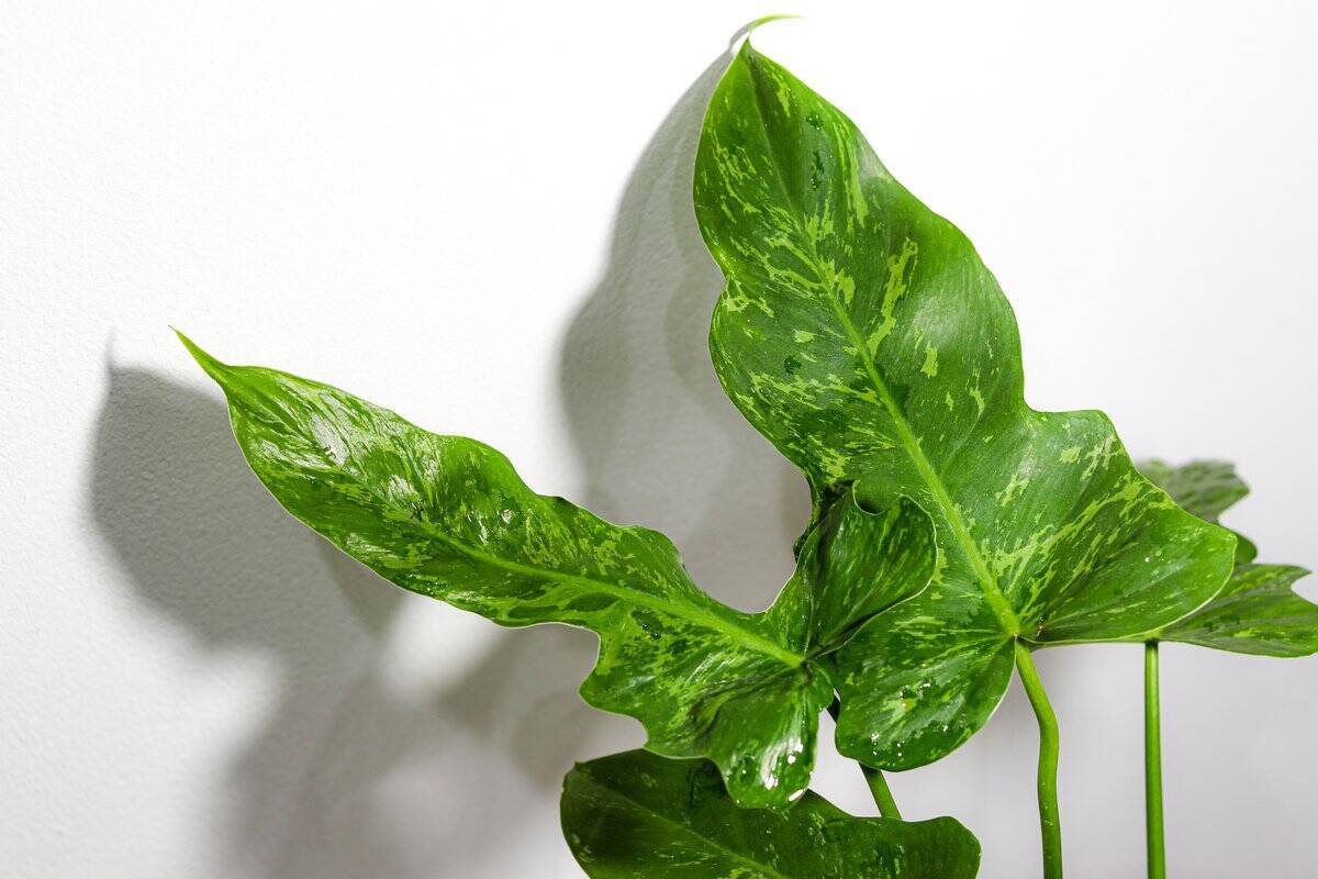 ガーデニング 大きな葉が魅力的 観葉植物オススメ4選 南国風インテリアにもピッタリ 22年2月26日 エキサイトニュース