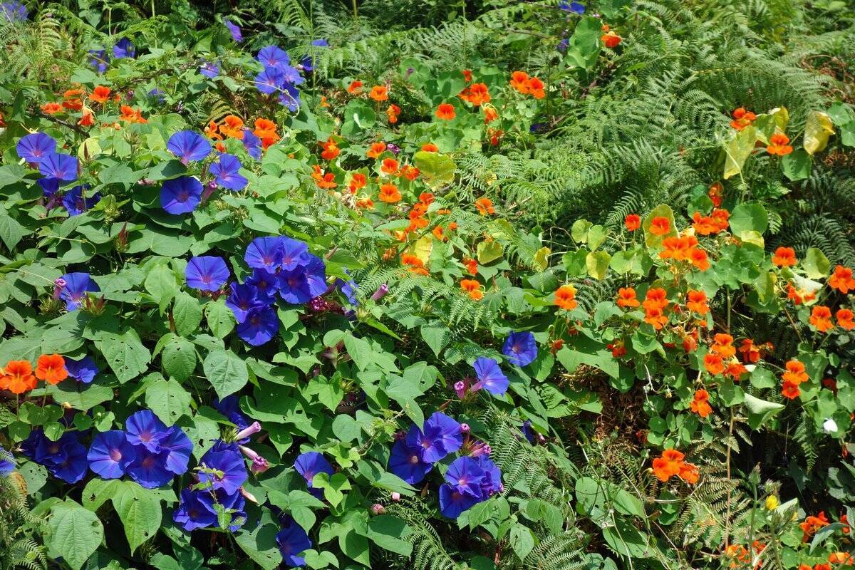 ガーデニング 暑さに負けず夏も咲く 庭を彩るオシャレな花オススメ7選 Gwは夏ガーデンの花選び 22年4月29日 エキサイトニュース ガーデニング 暑さに負けず夏も咲く 庭を彩るオシャレな花オススメ7選 Gwは夏ガーデンの花選び 22年4月29日 エキサイトニュース