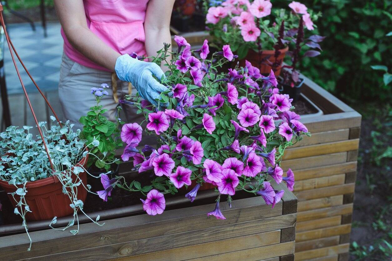 ガーデニング 夏の庭を華やかに彩る 色や形が豊富な花オススメ6選 花壇をオシャレな仕上がりに 22年5月26日 エキサイトニュース