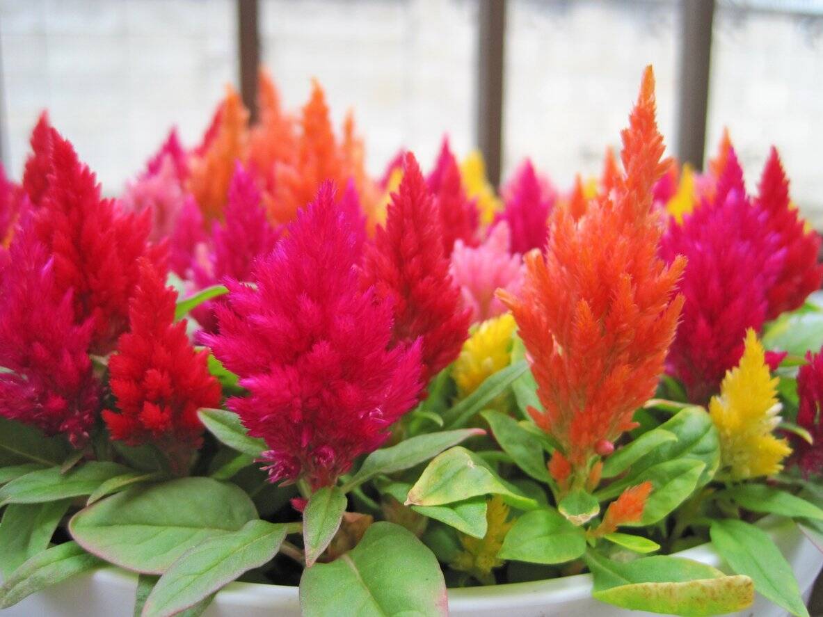 ガーデニング 夏の庭を華やかに彩る 色や形が豊富な花オススメ6選 花壇をオシャレな仕上がりに 22年5月26日 エキサイトニュース 3 4 ガーデニング 夏の庭を華やかに彩る 色や形が豊富な花オススメ6選 花壇をオシャレな仕上がりに 22年5月26日 エキサイトニュース 3 4