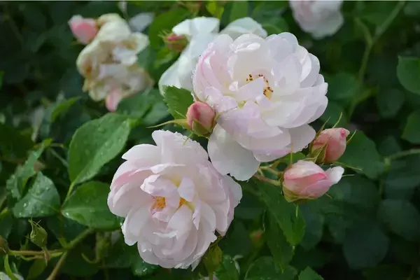 「【春のガーデニング】ベランダをローズガーデンに！バラを上手に育てるコツ＆オススメ品種6選」の画像