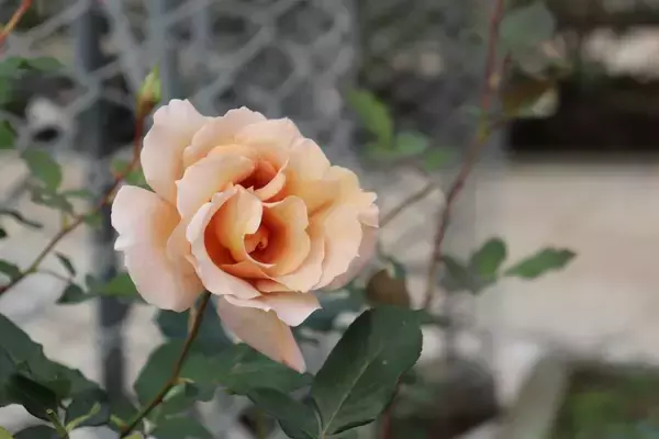 「【春のガーデニング】ベランダをローズガーデンに！バラを上手に育てるコツ＆オススメ品種6選」の画像