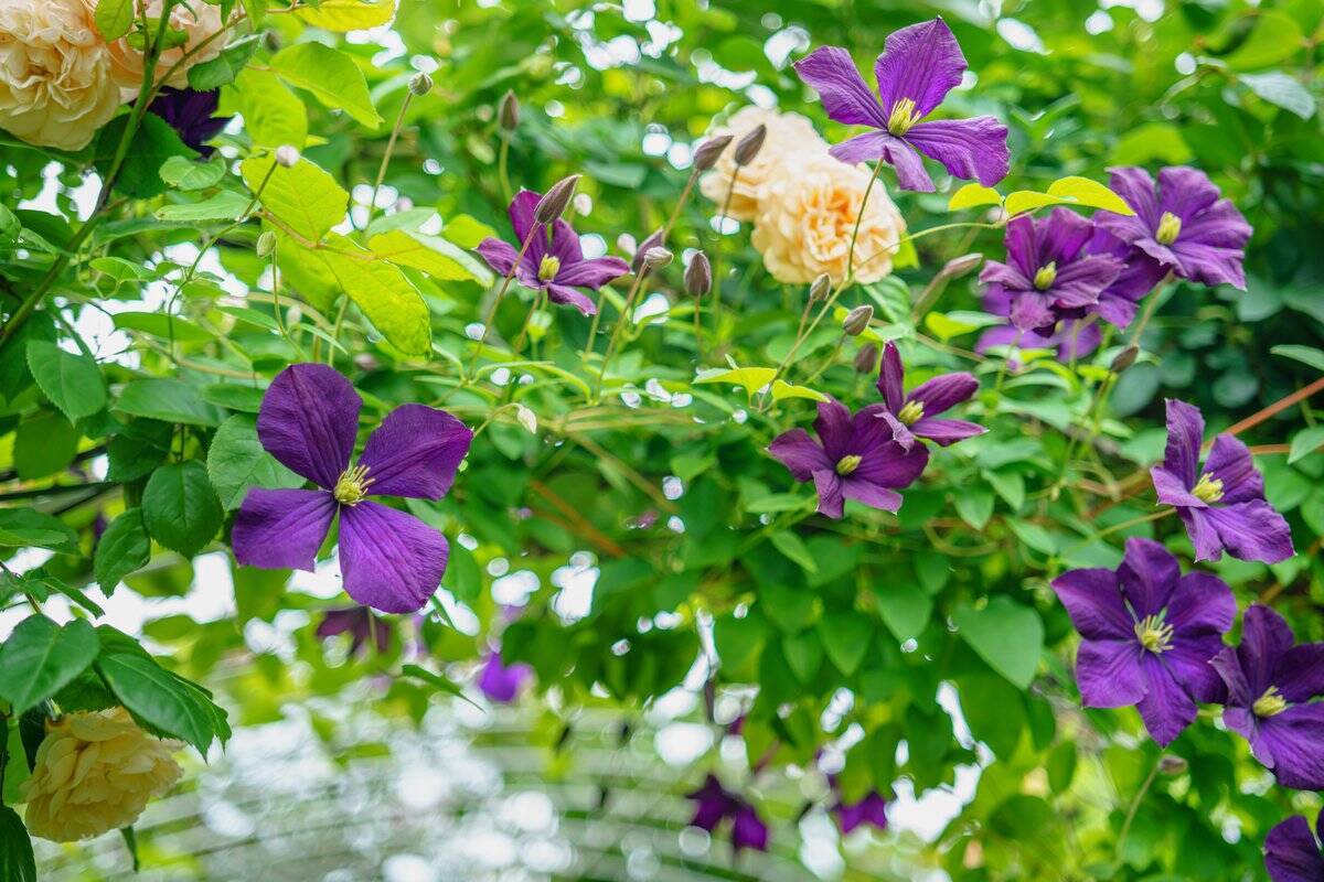 春のガーデニング クレマチス 育て方 剪定のコツ 美しい花が咲くオススメ品種も紹介 22年1月26日 エキサイトニュース 4 4