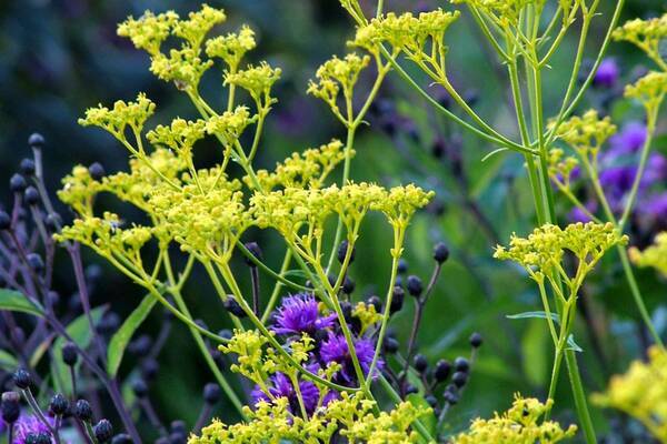 ガーデニング 8月に花が咲く多年草オススメ8選 秋の風情も感じられるオシャレな花々 22年7月25日 エキサイトニュース ガーデニング 8月に花が咲く多年草オススメ8選 秋の風情も感じられるオシャレな花々 22年7月25日 エキサイトニュース