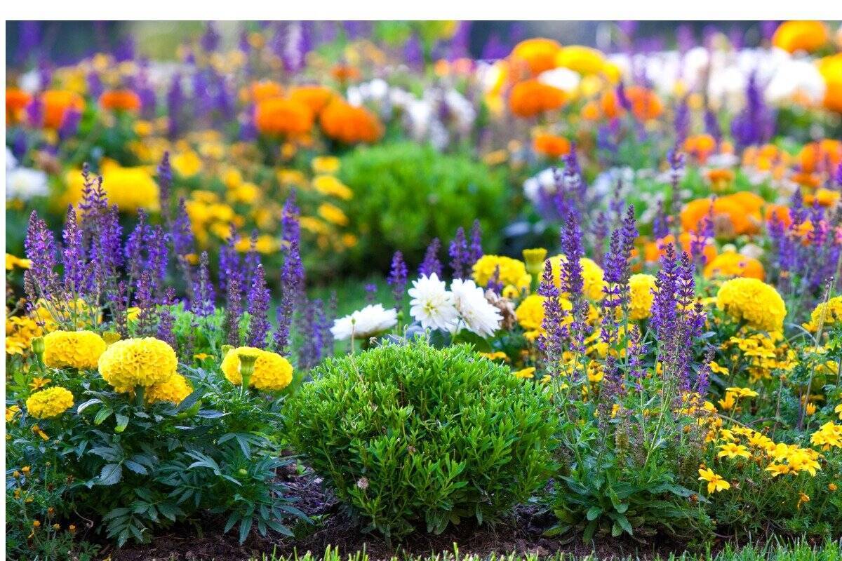 【ガーデニング】夏の疲れた心に元気をくれる!ビタミンカラーが鮮やかな花10選