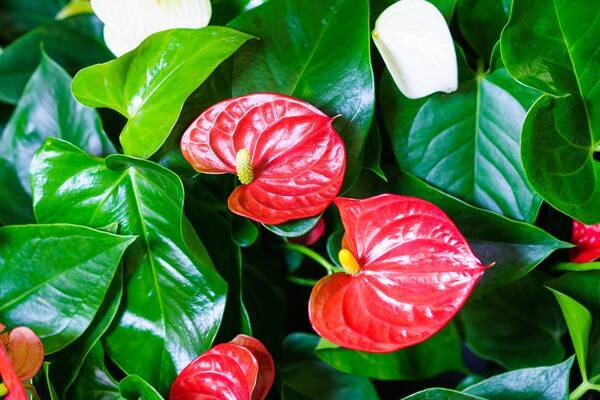 南国風の観葉植物8選 ハワイアンインテリアにおすすめ リゾート気分が盛り上がる種類を紹介 22年6月28日 エキサイトニュース