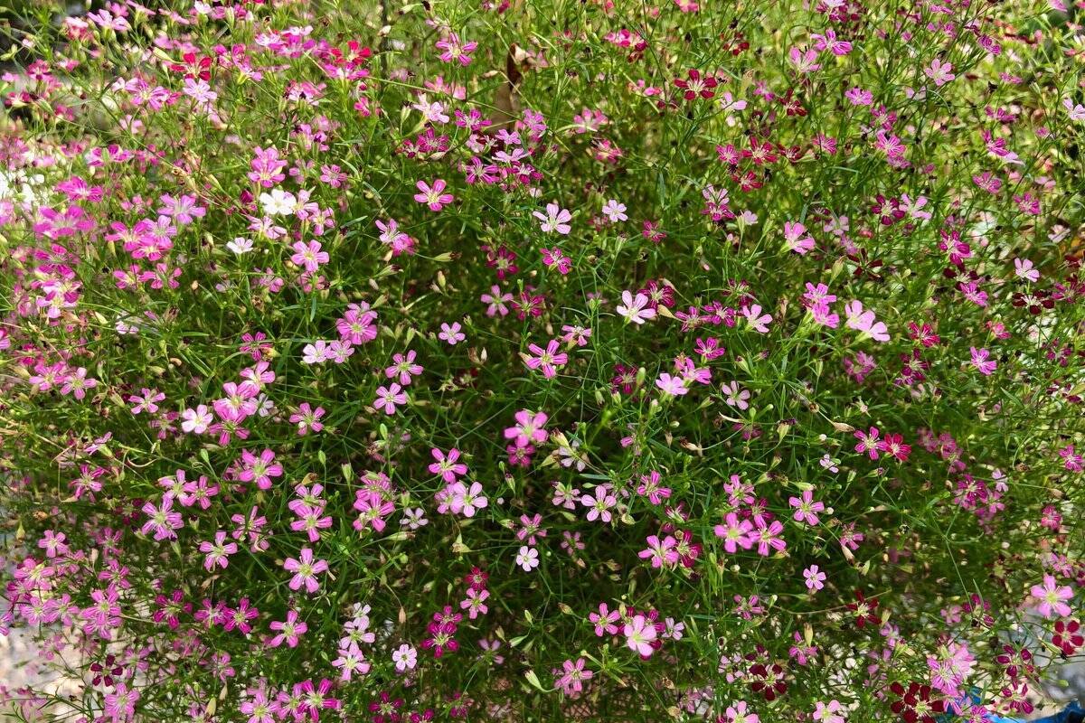 【春のガーデニング】大人っぽい色がオシャレ！庭や花壇にオススメの一年草8選、組み合わせてもステキ