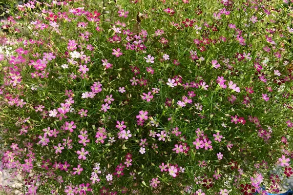 「【春のガーデニング】大人っぽい色がオシャレ！庭や花壇にオススメの一年草8選、組み合わせてもステキ」の画像