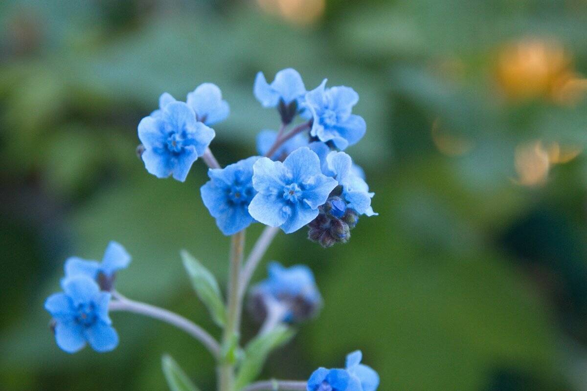 【春のガーデニング】大人っぽい色がオシャレ！庭や花壇にオススメの一年草8選、組み合わせてもステキ