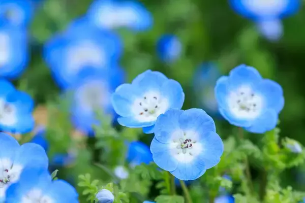 「【春のガーデニング】大人っぽい色がオシャレ！庭や花壇にオススメの一年草8選、組み合わせてもステキ」の画像