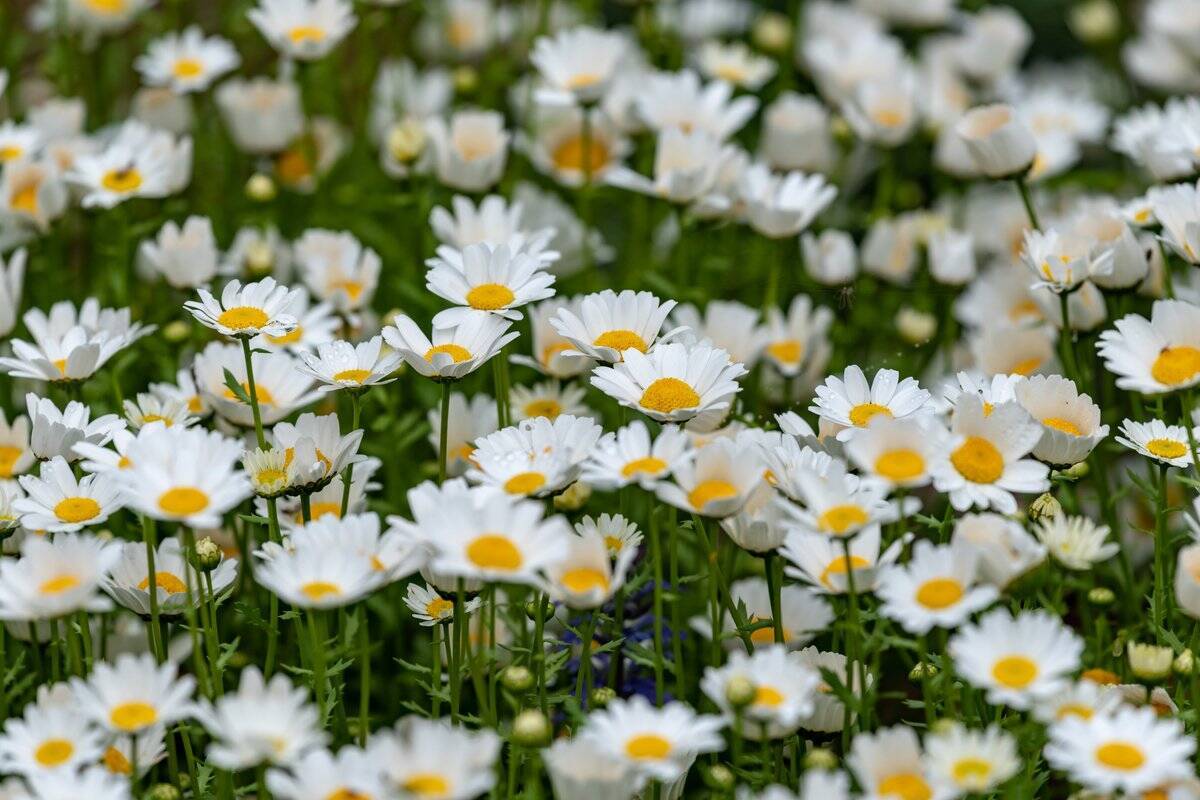 【春のガーデニング】大人っぽい色がオシャレ！庭や花壇にオススメの一年草8選、組み合わせてもステキ