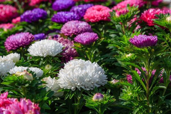 ガーデニング カラフルで鮮やかな一年草がオシャレ 夏の花壇や庭にオススメの花7選 22年5月28日 エキサイトニュース