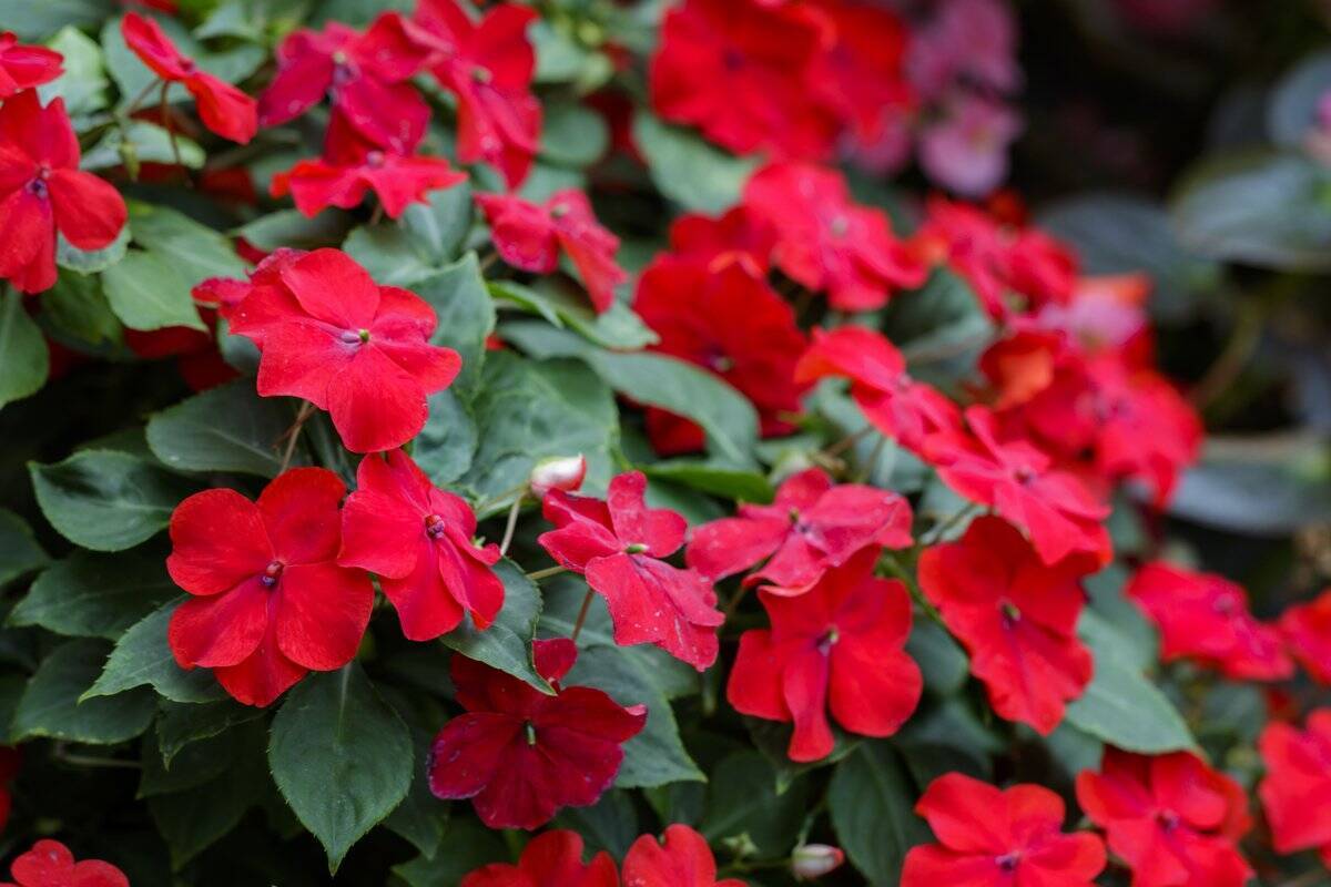 ガーデニング カラフルで鮮やかな一年草がオシャレ 夏の花壇や庭にオススメの花7選 22年5月28日 エキサイトニュース