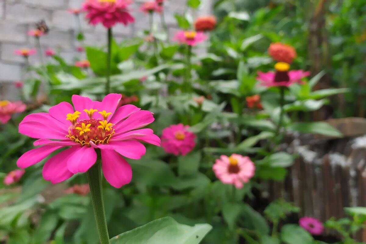 ガーデニング カラフルで鮮やかな一年草がオシャレ 夏の花壇や庭にオススメの花7選 22年5月28日 エキサイトニュース 2 4