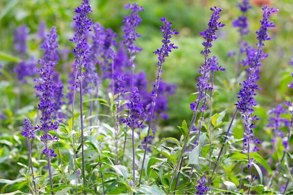 ガーデニング カラフルで鮮やかな一年草がオシャレ 夏の花壇や庭にオススメの花7選 22年5月28日 エキサイトニュース