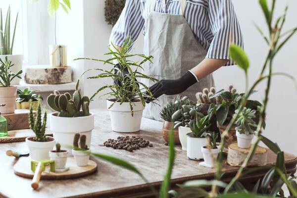 ガーデニングq A 観葉植物の水やりは 植え替えは 初心者向きオススメ品種も紹介 22年1月14日 エキサイトニュース